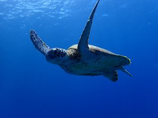 沖縄　ダイビング　サービス　splusの写真1