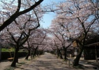 秋月　杉の馬場通り