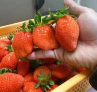 彩果ファームなかじま