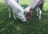 福井ホースパーク