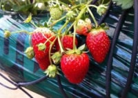 チャイルドの庭