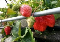 いちご狩りパーク久能屋