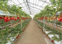 伊良湖清田苺園