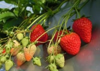 イチゴランドカプリ