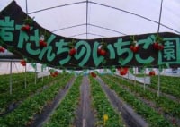 南阿蘇岩下さんちのいちご園