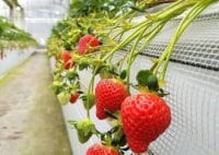 ストロベリーフィールズ