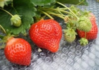 あまおういちご狩り農園 ホワイトベリー