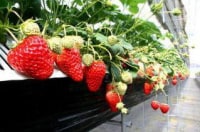 観光農園アグリの里おいらせ