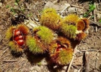 農家民宿かじか