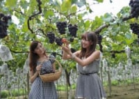 大府長根山のぶどう園