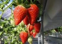 ストロベリーファーム　太田農園