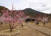 あんずの里スケッチパーク