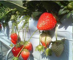 とけのいちご　中村農園