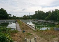 阪奈園へら鮒センター