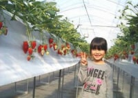 うめこう桃梨苺園