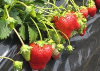 石川いちご園