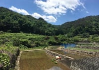 地球元気村　水口のたんぼ