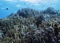 大浦湾グラスボート