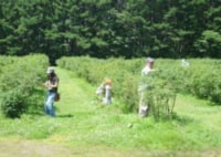 土居ハスカップ農園