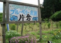 ブルーベリー農園片倉