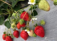 さくらファーム