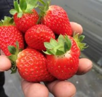 紀の川フルーツファーム