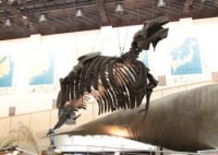 滝川市美術自然史館