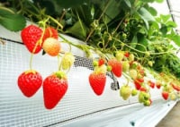 越谷いちご須賀農園