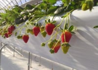 駅チカ イチゴ園 GREENPEACE