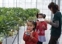 ストロベリーファーム ソービー