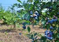 ごうどブルーベリー農園