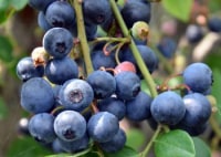 岩本山ブルーベリー農園