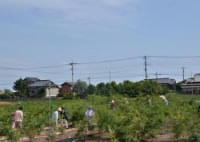 富士ベリーファーム