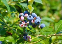 杉山ブルーベリー