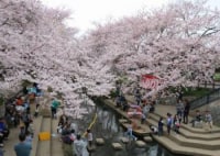 吹上元荒川の桜