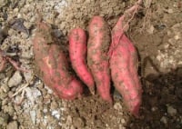 山田いも掘り園