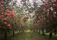 梶山りんご園