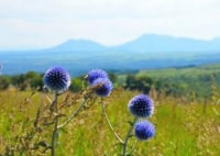 ヒゴタイ公園キャンプ村