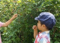 巾着田ブルーベリー園
