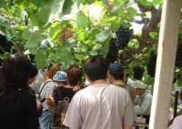 岩岡観光ぶどう園