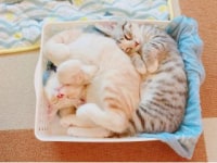 猫カフェ　ねこ茶