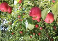 なかおりんご園