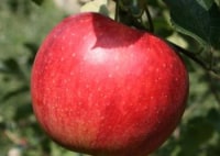 まるじゅんリンゴ園