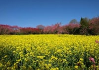 ラ・スカイファーム