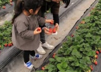 フルーツファーム　樹蘭