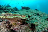 ダイバーショット