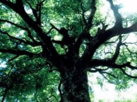 いやしのトレッキング