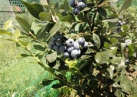 八ヶ岳ブルーベリー園ダロウ