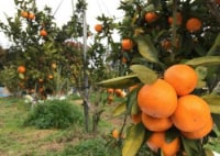 野田みかん園