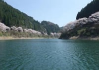 日向神の千本桜